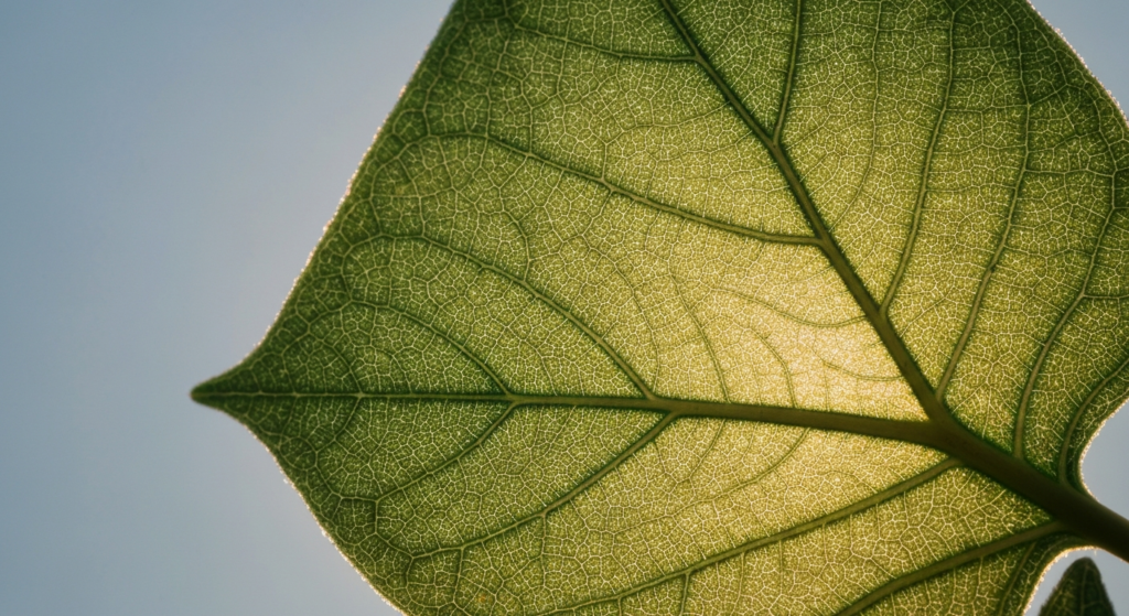 Lwia zmarszczka domowe sposoby: Naturalne Sekrety.