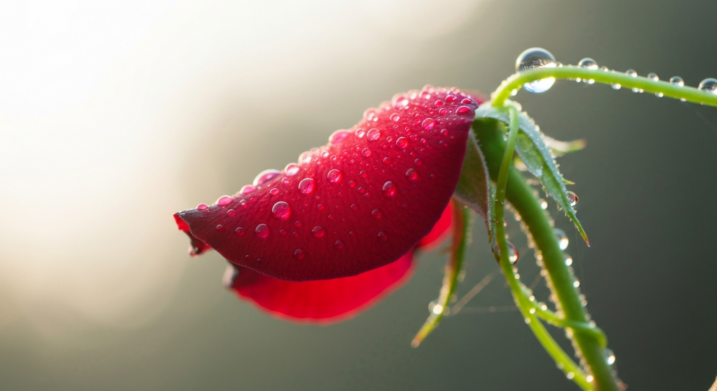 Opadająca powieka domowe sposoby: Naturalne odmładzanie.
